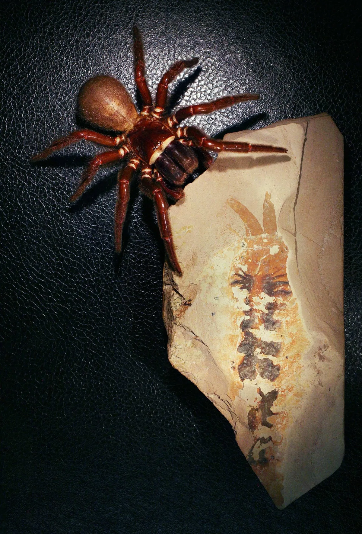 Modern-day spider with Megachelicerax cousteaui