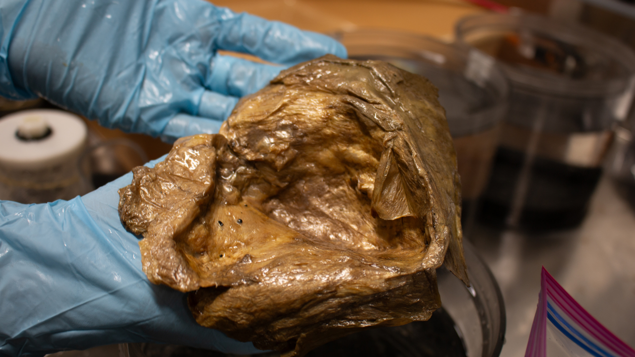 The golden orb specimen, being held by a person with blue rubber gloves, in the lab at the Smithsonian Institute.