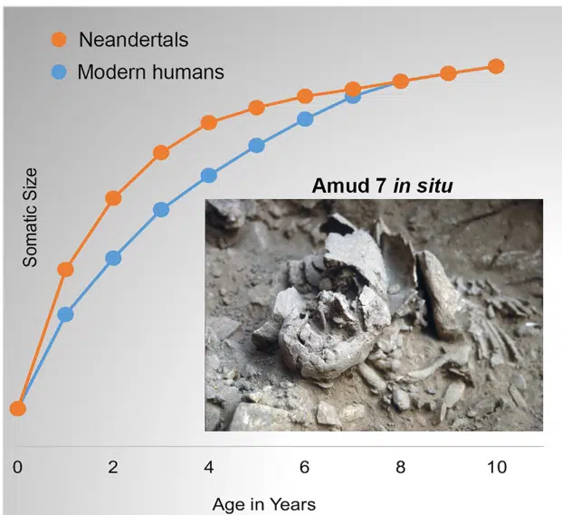Neanderthal And Modern Human Growth Curves With Amud 7 Fossil