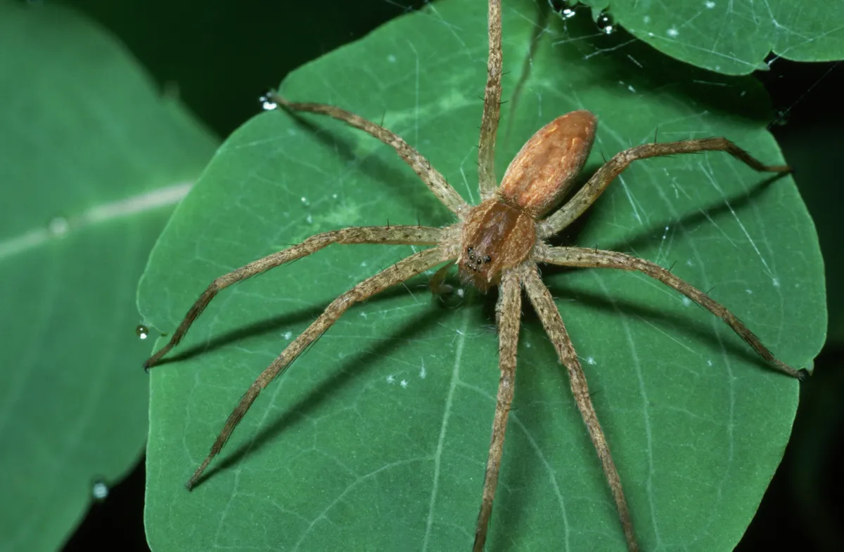 Nursery Web Spider (Pisaurina mira) on Jewelweed Leaf
