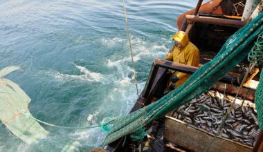 Bottom trawling undermines food security, report says