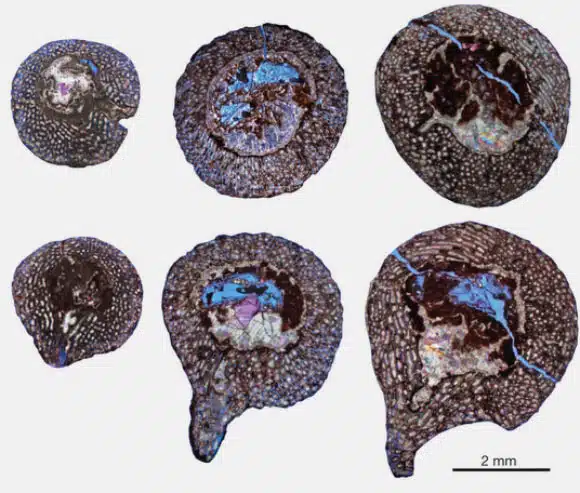 Organic Material Was Discovered In Embryonic Bones Unearthed In Lufeng, China