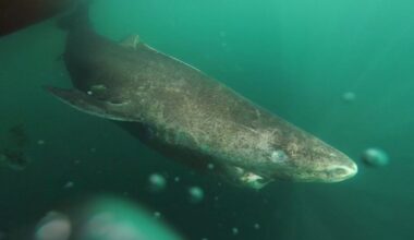 ‘Exceptionally rare’ shark that can live up to 500 years washes up on Sligo shore – The Irish Times