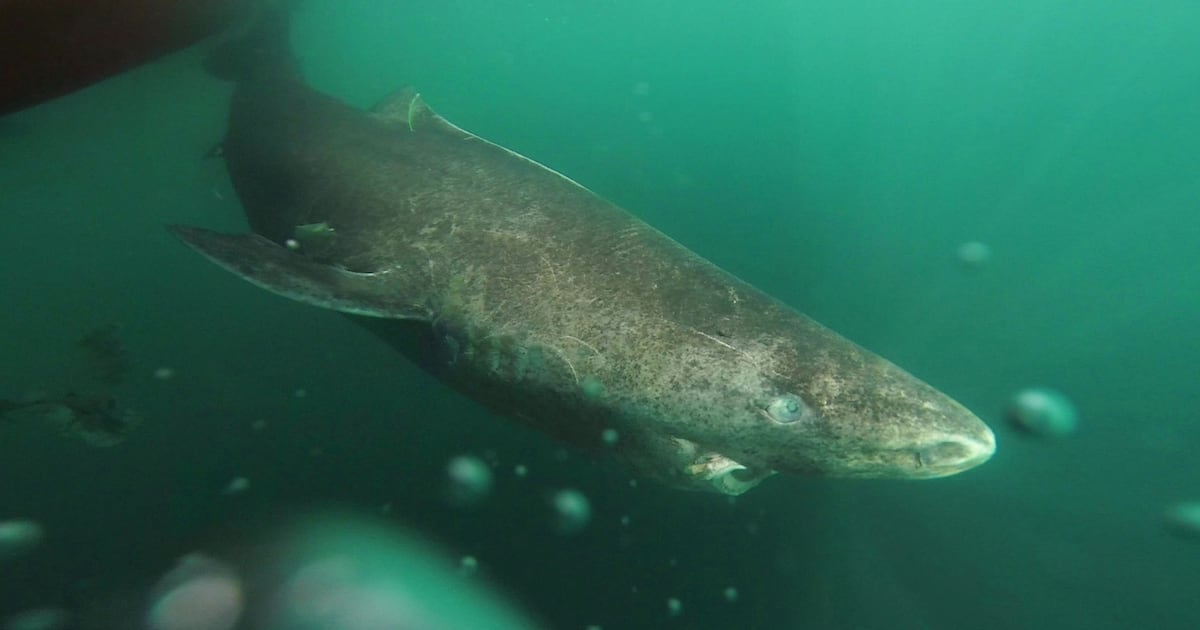 ‘Exceptionally rare’ shark that can live up to 500 years washes up on Sligo shore – The Irish Times