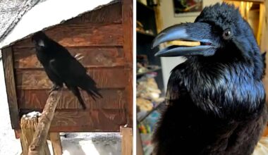 Video shows raven imitating ‘obnoxious’ human sneeze at B.C. rescue - CTV News