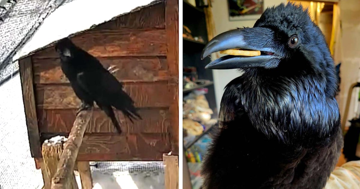 Video shows raven imitating ‘obnoxious’ human sneeze at B.C. rescue - CTV News