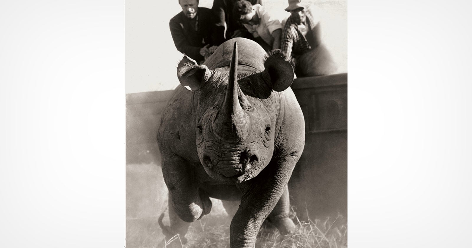 Maverick Photographer's Wildlife Images From the 1960s Document Animals in Crisis