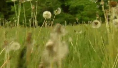 Natural allergy remedies a Chicago allergist says actually work – NBC Chicago