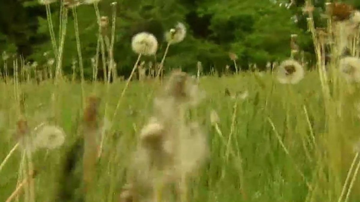 Natural allergy remedies a Chicago allergist says actually work – NBC Chicago