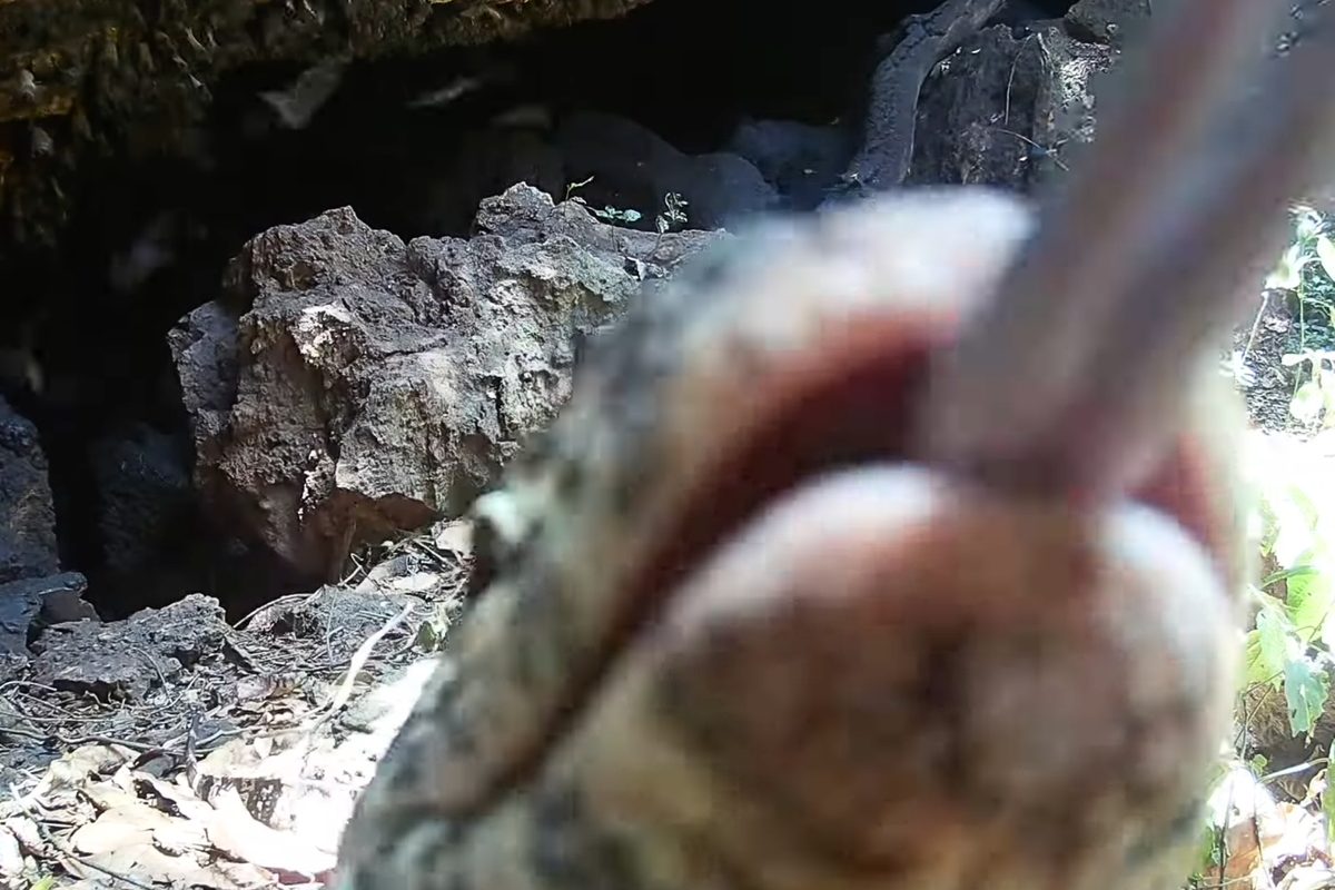 Python Cave bat predation