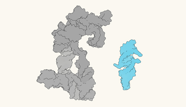 RNA molecules