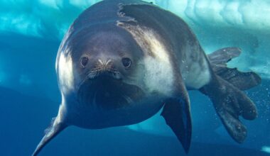 Photographer Captures First-Ever Images of Adorable Ross Seal Swimming in Antarctica