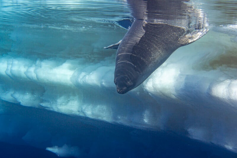 A large Greenland shark swims just below the icy surface of Arctic waters, its body partially reflected in the calm, blue water above submerged ice.