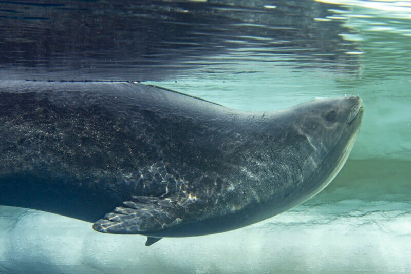 A large seal swims underwater near the glass, its body streamlined and sleek, with light and water reflections visible on its dark, smooth skin.