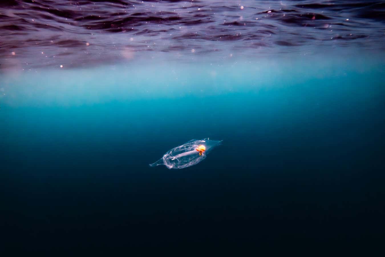 A salp zooplankton floating in the ocean
