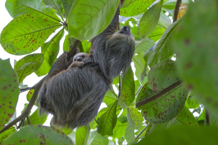 Cahuita, Costa Rica - November 3, 2025: A sloth and its baby in Cahuita National Park in Costa Rica.