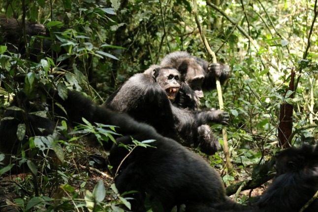Two adult male members of the Ngogo chimpanzee group at Kibale National Park in Uganda form a coalition, seen in this 2014 photograph released on April 9, 2026. Aaron Sandel/Handout via REUTERS NO RESALES. NO ARCHIVES THIS IMAGE HAS BEEN SUPPLIED BY A THIRD PARTY
