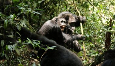 Chimp 'civil war' breaks out between 200 great apes | News World