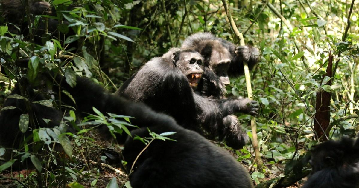 Chimp 'civil war' breaks out between 200 great apes | News World