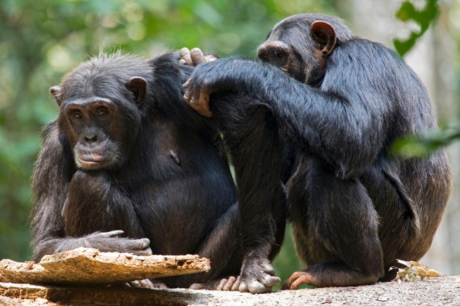 The common chimpanzee (Pan troglodytes), also known as the robust chimpanzee, is a species of great ape. Evidence from fossils and DNA sequencing shows both species of chimpanzees are the sister taxon to the modern human lineage. The common chimpanzee is covered in coarse black hair, but has a bare face, fingers, toes, palms of the hands, and soles of the feet. It is listed on the IUCN Red List as an endangered species. Social grooming is a behavior in which social animals, including humans, clean or maintain one anothers body or appearance.