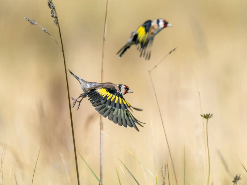 Two European goldfinches with yellow, black, and white wings fly above tall grasses in a soft, beige field background. One bird is in the foreground, while the other is blurred in the distance.