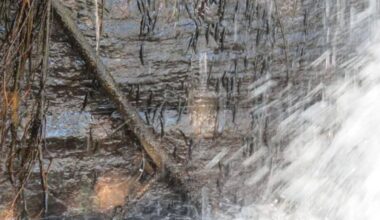 Scientists Capture Tiny Fish Climbing 15 Meter Waterfall In Just A Few Minutes