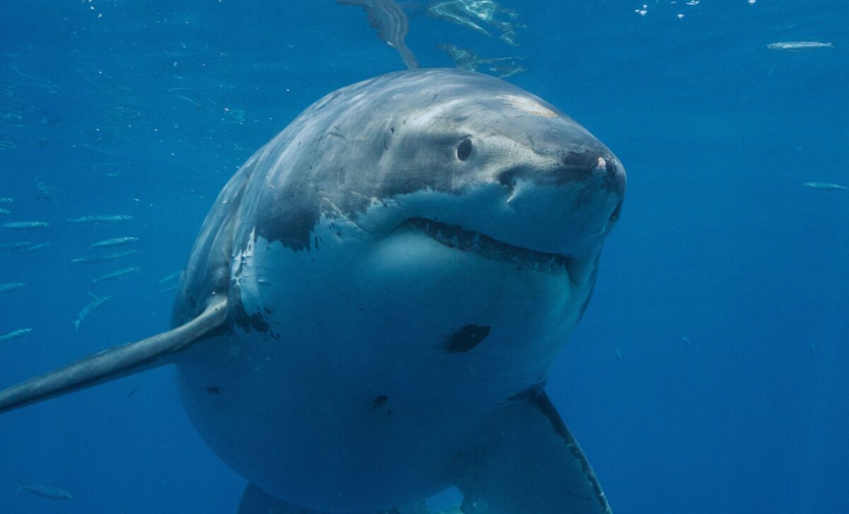 Scientists Captured A 2 Meter Great White Shark In The Mediterranean, Reviving A 160 Year Old Scientific Puzzle