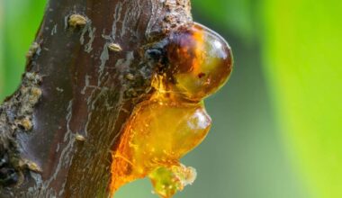 Scientists Discover Bizarre 35 Million Year Old Arachnid In Amber That Shouldn’t Exist There