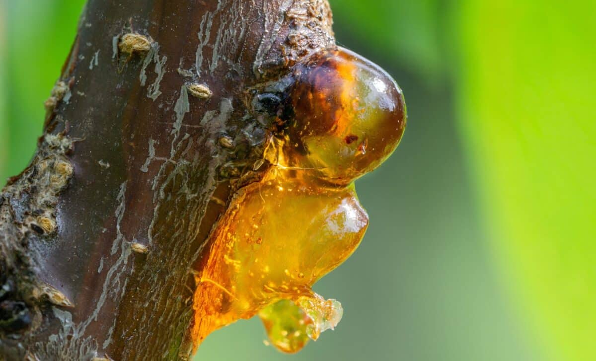 Scientists Discover Bizarre 35 Million Year Old Arachnid In Amber That Shouldn’t Exist There