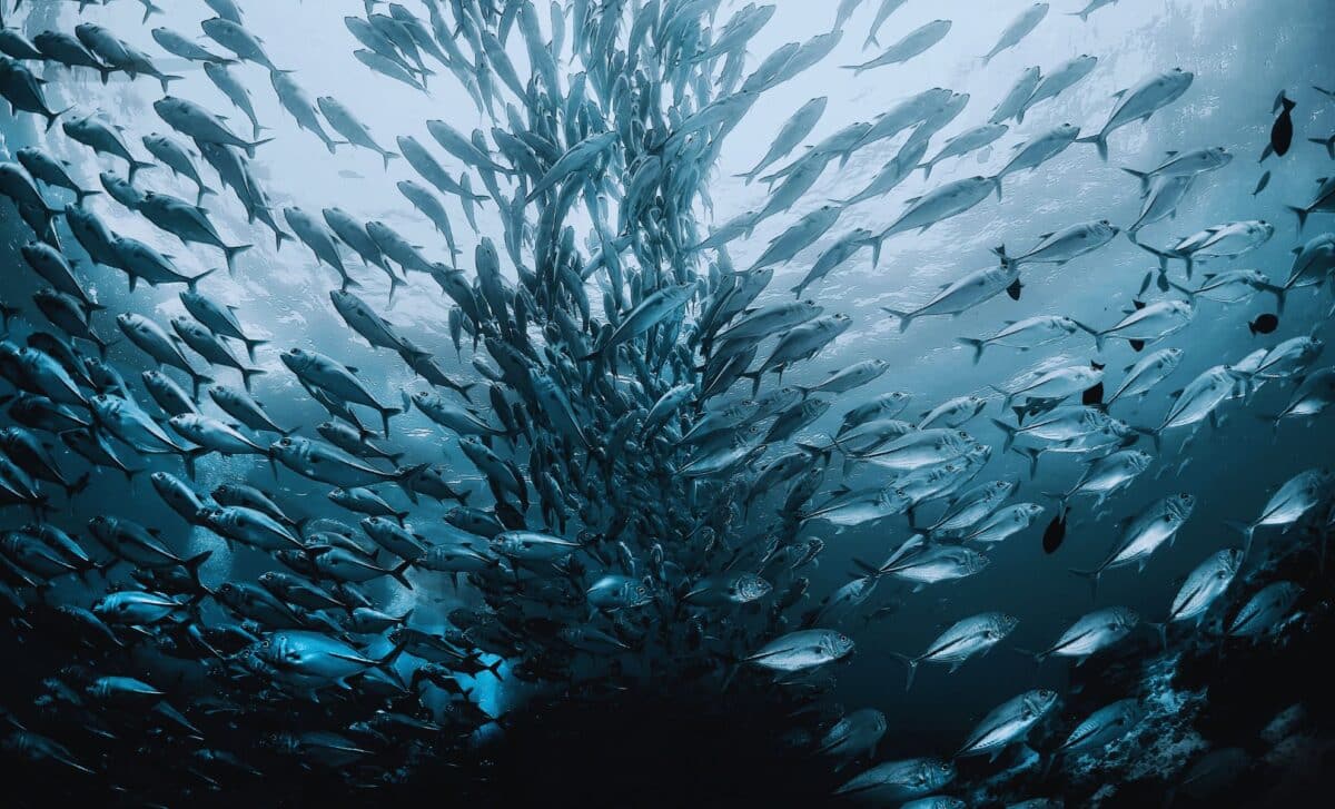 Scientists Have Just Recorded Over 10 Million Fish Devoured In Record Time In The Most Extreme Feeding Event Ever Observed