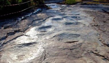 Scientists Identify 35 Meter Dinosaur Behind 110 Perfectly Preserved Footprints, Forming Longest Trackway Ever