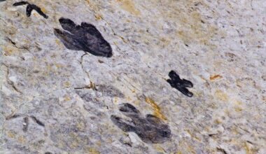 Scientists Just Discovered Some Of The Youngest Dinosaur Tracks On A Little Known South African Coast
