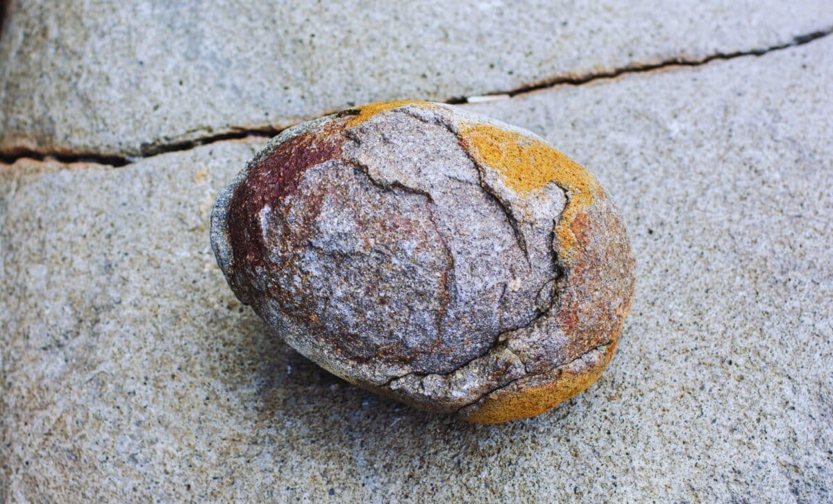 Scientists Just Found 190 Million Year Old Dinosaur Embryos With Preserved Proteins Inside