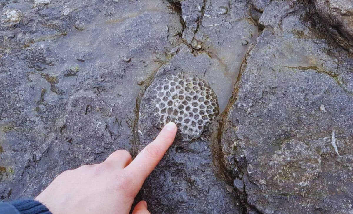 Scientists May Have Found The Oldest Animal On Earth Hidden In 890 Million Year Old Rocks