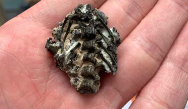 Scientists Scanned Tiny Fossil Still Wrapped In Skin, And Discovered The Oldest Breathing System Ever