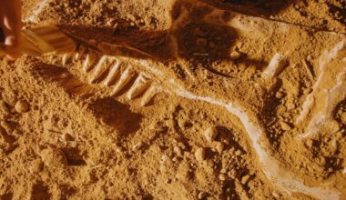 Scientists Unearthed An Exceptionally Well Preserved 10 Meter Dinosaur Skull Beneath The Sands Of A Chinese Desert