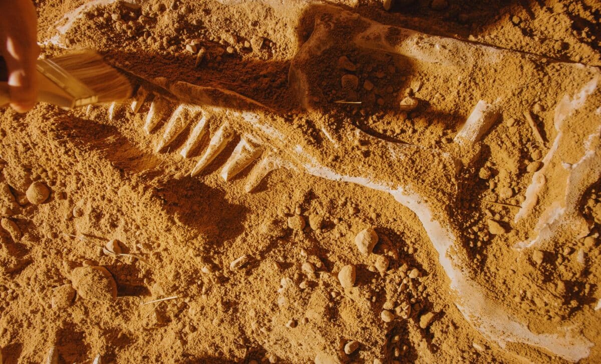 Scientists Unearthed An Exceptionally Well Preserved 10 Meter Dinosaur Skull Beneath The Sands Of A Chinese Desert