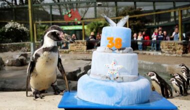 Celebrating with a Cake Topped with Fish, World's Oldest Penguin Turns 38