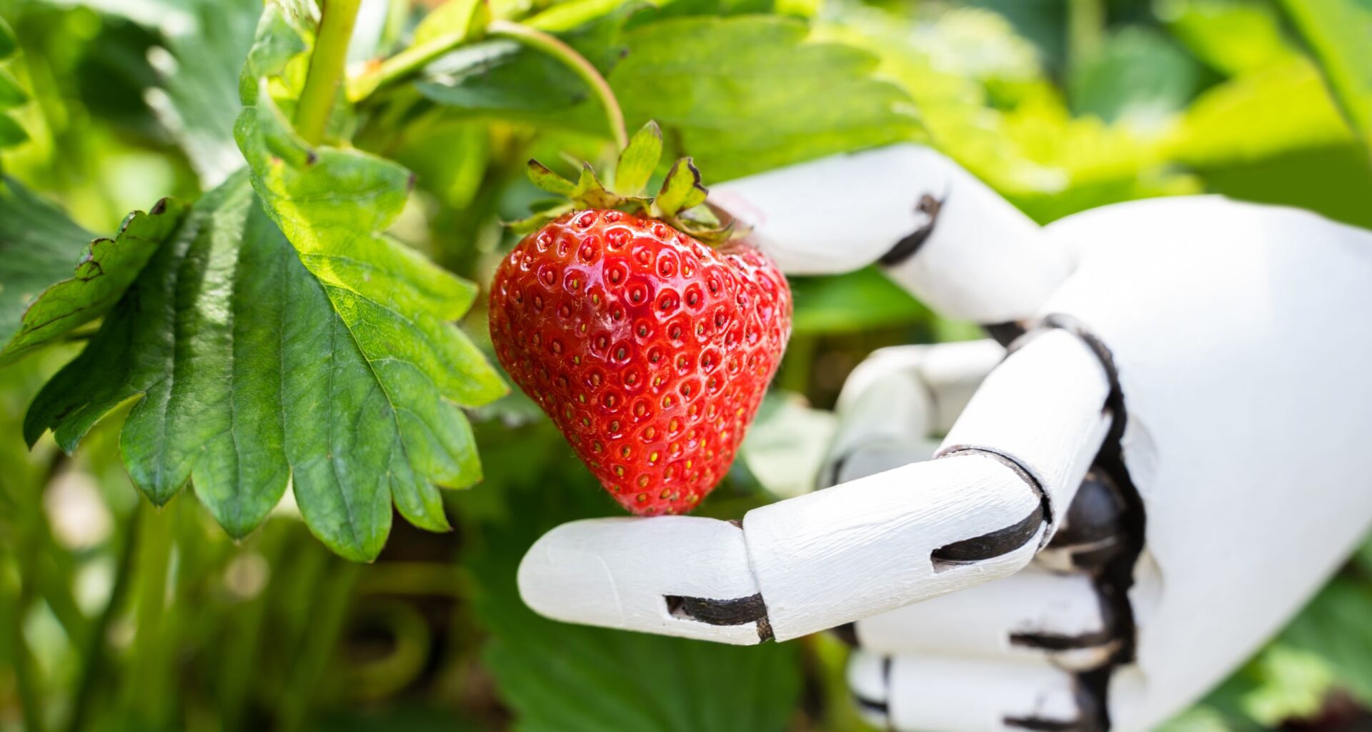 ChatGPT just announced it can finally pass the simple ‘how many “r”s in strawberry’ test, but users are still tripping it up by switching to ‘cranberry’