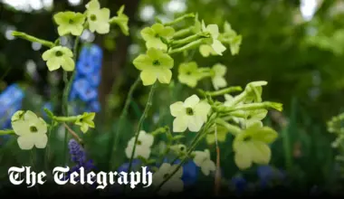 10 of the best seeds to sow now for flowers all summer long