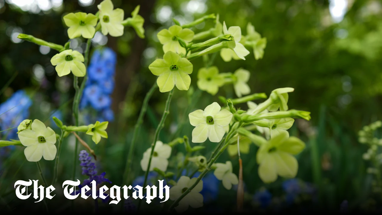 10 of the best seeds to sow now for flowers all summer long