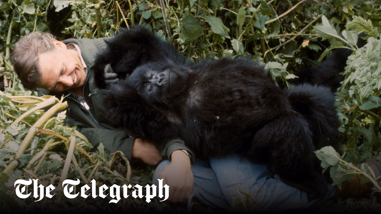 On the trail of David Attenborough’s favourite gorilla family
