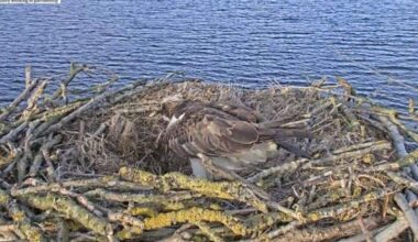 Star Rutland Water osprey Maya lays first egg at Manton Bay nest on Easter Sunday