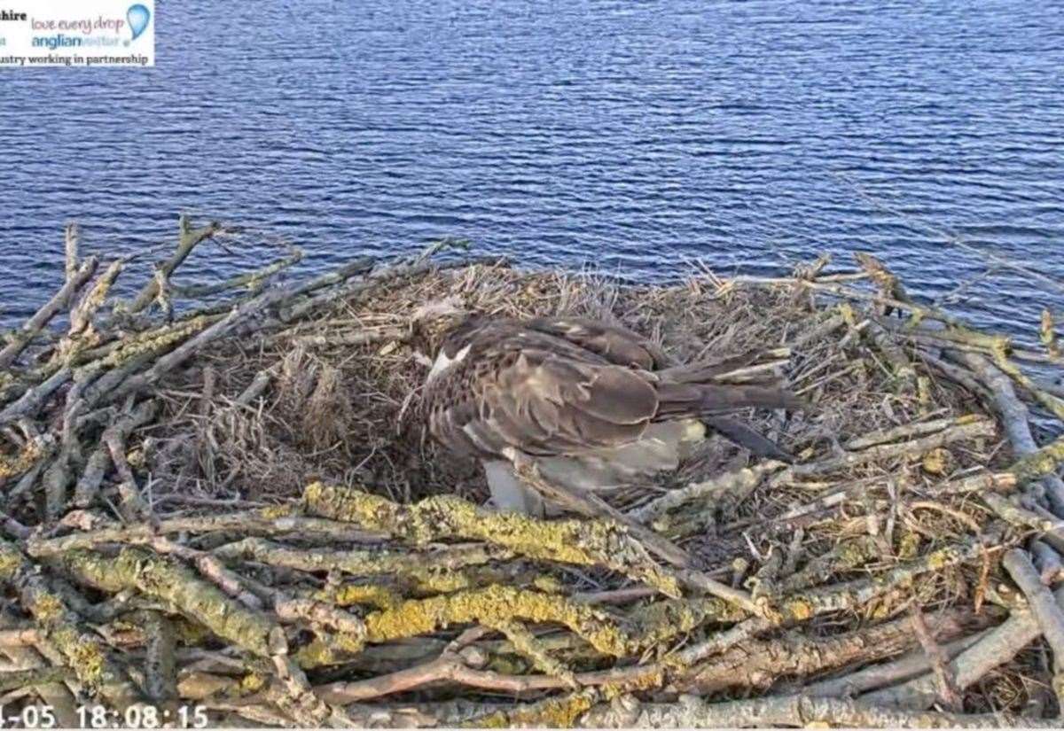 Star Rutland Water osprey Maya lays first egg at Manton Bay nest on Easter Sunday