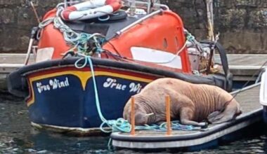 Lossiemouth Marina cordoned off as walrus makes exceptionally rare visit to Moray coast
