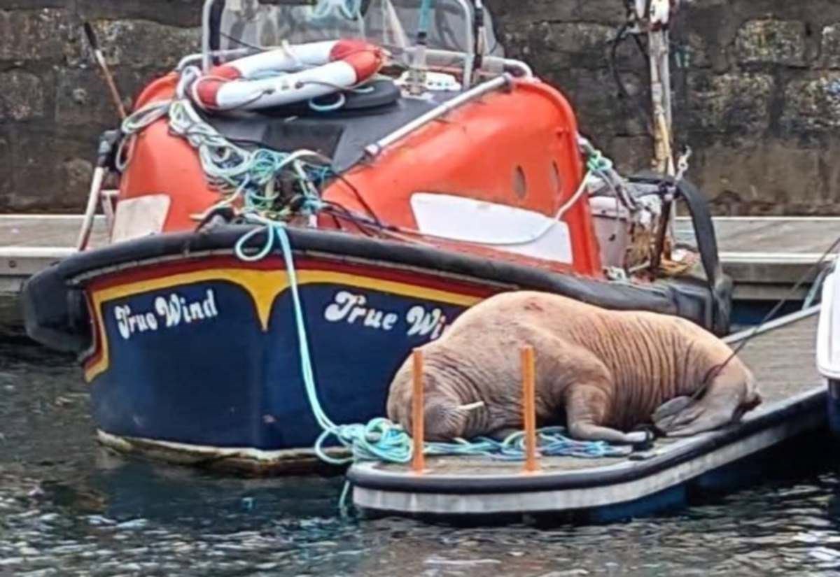 Lossiemouth Marina cordoned off as walrus makes exceptionally rare visit to Moray coast