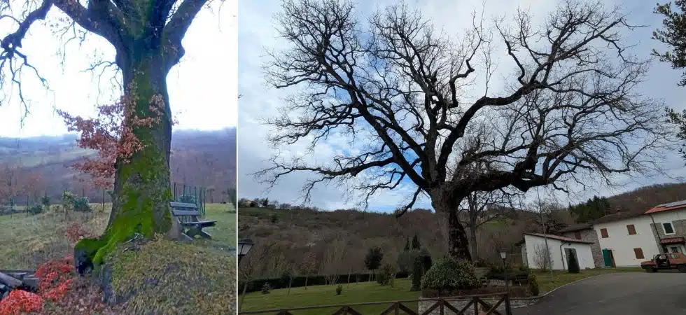 The Agreement Was Passed Down From The Two To Their Children, And From Them To Their Grandchildren.