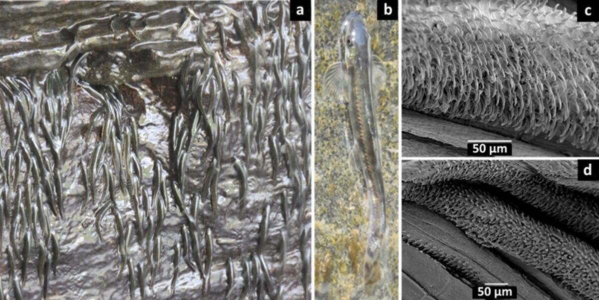 The Image Shows Close Up Views Of A Fish’s Specialized Structures.