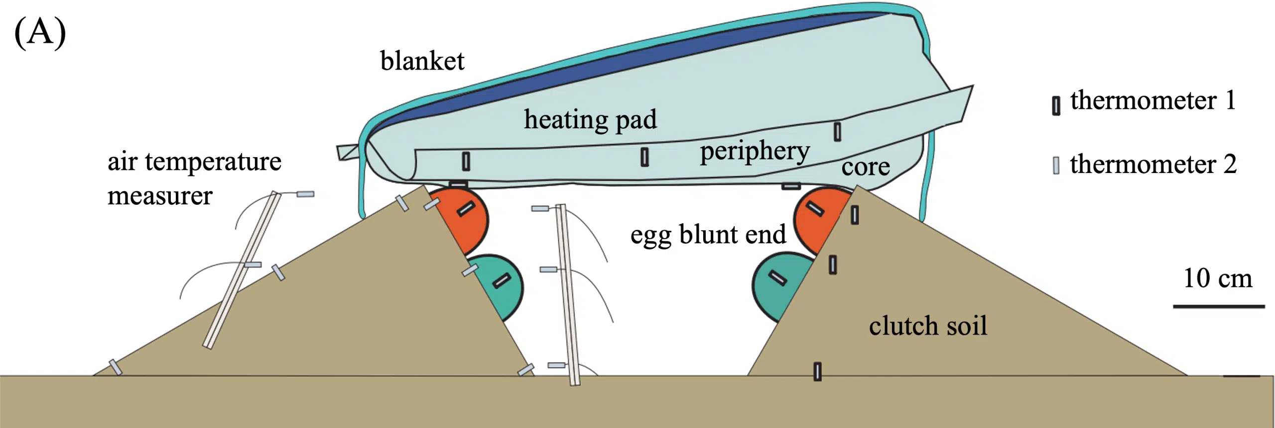This Diagram Shows The Setup Of A Life Size Dinosaur Nest, With The Heating Pad, Thermometers, And Air Temperature Measurer To Simulate Oviraptor Egg Incubation.