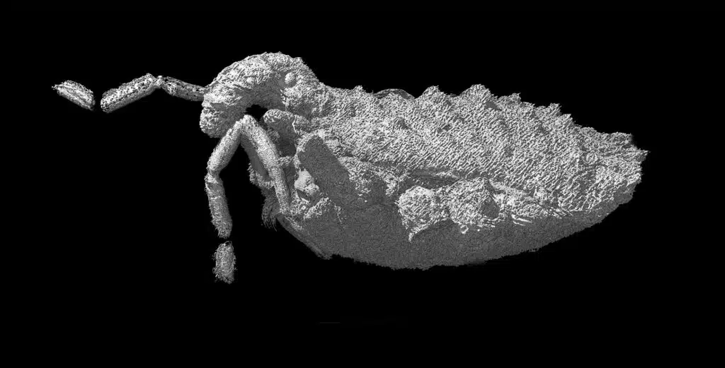 Three Dimensional Reconstruction Of Balticolasma Wunderlichi